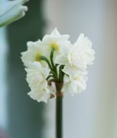 Daffodil Double Erlicheer